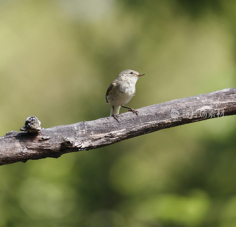 金缕草(Phylloscopus collybita)